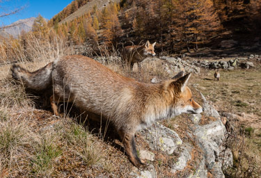 Cogne (Aosta, Italy) autumn
